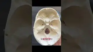Cranial Foramina Mnemonic and Contents💀🧠 #cranialnerves #foramina #mnemonic #medstudent #anatomy