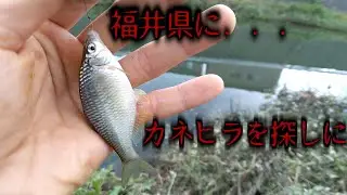 タナゴ釣り、カネヒラを探しに行く