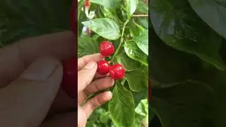 Harvesting Round Red Chilli #youtubeshorts #growtogether #gardenplants