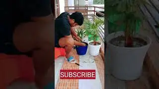 Lockdown Time Pass Ideas #short #shortvideo #firstshortvideo #youtubeshort @GreenPlants5