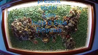 Isola del Elba Hotel Galli Fetovaia
