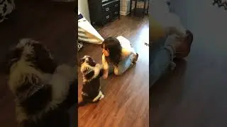 PWD Puppy Training