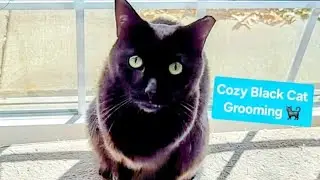 Cozy Black Cat Grooming ASMR 😺 | Soft Tingles & Smile Boost for Calm