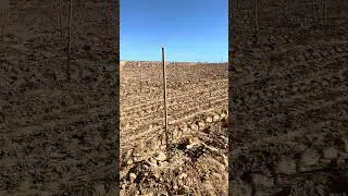 #doğa #nature #organikmeyve #tarla #zeytinağacı #farming #arbekina #agriculture #arbequina