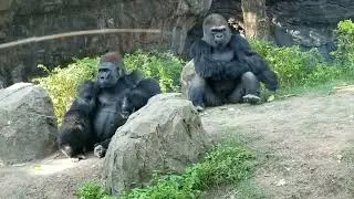 #Gorilla humor. #raspberry