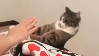 Funniest Guilty Cats! 🐈 Caught In The Act 😂 Funny Animal Videos 2026