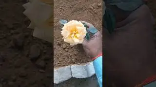 #green_garden Tips to grow Rose plant 🌹at home  #subscribe#shorts