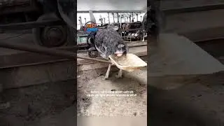 Amazing Ostrich Egg Harvest!