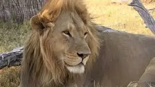 Some more Lions before we leave