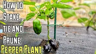 How to Stake , Tie And Prune Your Pepper Plants | For Beginners