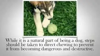 Stop Destructive Dog Chewing with these Steps
