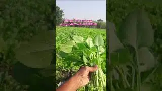 Bladder_Dock seed #follower  #bladder_dock_seed #vegetableseeds #farming #maneshpatil #बियाणे