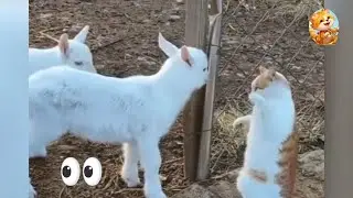Funny Cats 😂 Laugh, Smile & Relax 😺