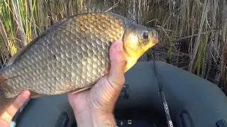 ОГО! Оце так карасі !