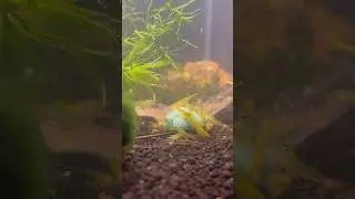 The Easiest Calcium Supplement Ever! #fishkeepinghobby #fishtank #fishtok #aquascapegallery #shrimp