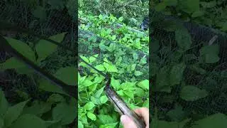 Consider planting sunchokes to improve your soil #permaculture #gardening #foodforest #homesteading