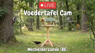 🔴 LIVE Voedertafel Cam - Wechelderzande (Belgium)