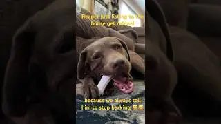Not a care in the world #dog #dogshorts #reaper #chew #chessielife #chesapeakebayretriever #chessie