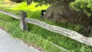 Brewers Black Bird (Euphagus cyanocephalus)