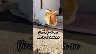 Comida para el visitante 🐈#manchitas #gatos #michis