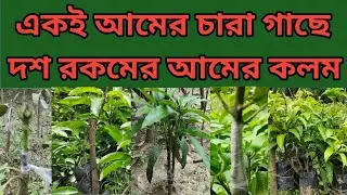 একই আমের চারা গাছে দশ রকমের আমের কলম। Multi-grafted Mango Plant.