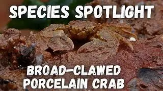 Species Spotlight - Broad-Clawed Porcelain Crab