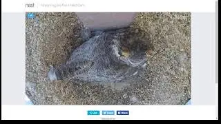 SRHS Owls Nest Season 10