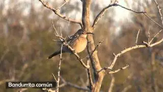 Bandurrita com&uacute;n (Upucerthia dumetria)