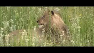 Mabula Young Male. Here Ben is talk about lions and bush walks