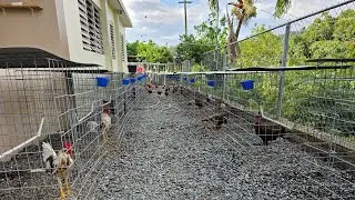 23 Pollos ya en Jaula de Mas de 150 Machos que Ahi