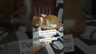 mengobati kucing batuk flu dengan uap air panas + kayu putih , boleh dicoba ya buat anabulnya
