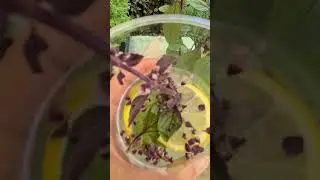 Un'Acqua Aromatizzata rinfrescante. Ecco come fare #verdiecontenti #polliceverde  #aromatiche