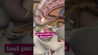 15s #anatomy daily🔥 why smells trigger such vivid memories❓anatomy explained‼️ #shorts #psychology