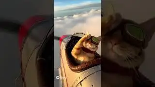 &ldquo;Captain Meow: The Flying Cat Pilot ✈️🐱&rdquo; #cat #cats #catanimation #cuteanimals #funnyanimals