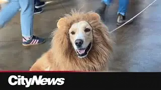 Edmonton&rsquo;s Howl-O-Ween offers family fun and pet safety education