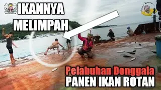 Seru!!! Pake Umpan Ini mancing Di Dermaga Auto Panen yang nonton kaget!