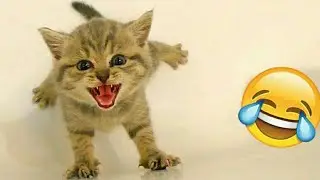 Самые смешные животные 2023😂 Смешные коты и собаки|Animal Club