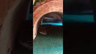 Guess the gecko name?
