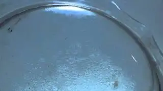 Pseudochromis flavivertex 4 days post hatch, 10X