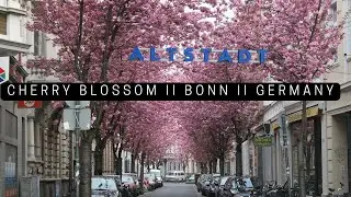 KIRSCHBLÜTE II BONN ALTSTADT II GERMANY II CINEMATIC 4K