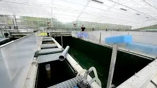 Modern Koi Blog #1942 - Ikeage 2017 - Vorbereitung der Becken auf die Ikeage