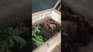How to take good care of your snail