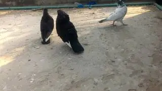 DOPAZ PIGEON GOLAKOSHA