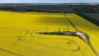 Drone Flight Over a Canola Field