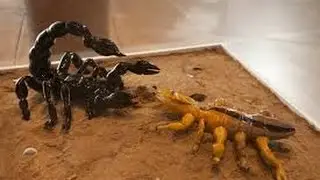 Dangerous Scorpion Documentary