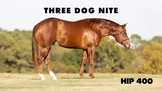 Three Dog Nite - Hip 400 NRHA Futurity Sale 2025