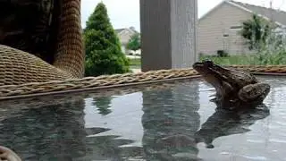 Frog jumping in slow motion.