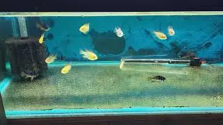 Big Rock Aquatics Fish Room Tour May 24!! Includes Rams, plecos, and many more!