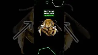 How Bees See the World