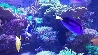 Finding Dory in an Aquarium